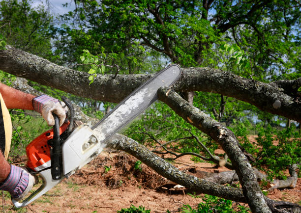 Sunray, TX Tree Care  Company